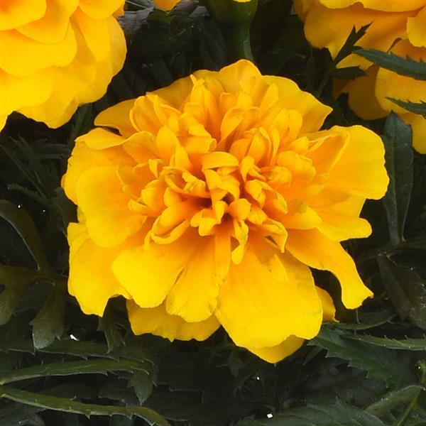 Marigold Bonanza Yellow - 4.5"