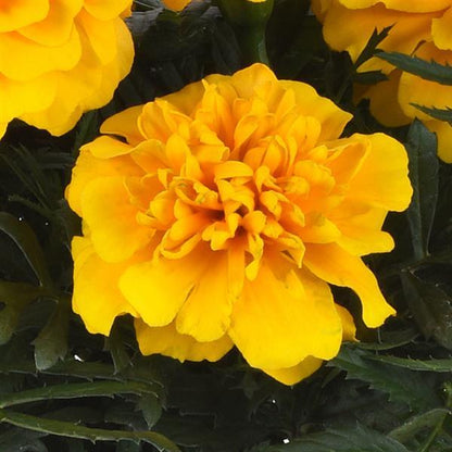 Marigold Bonanza Yellow - 4.5"