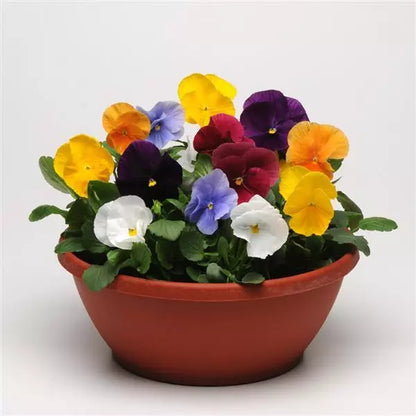 Pansy Clear Mix - 6"