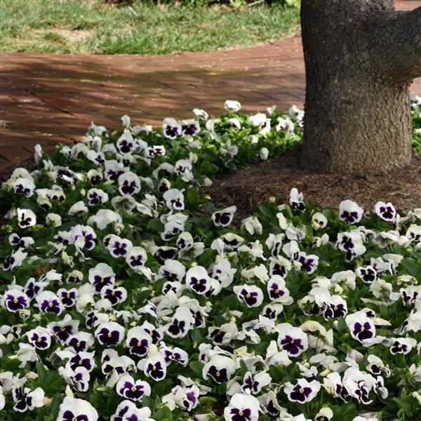 Pansy White Blotch- 6"