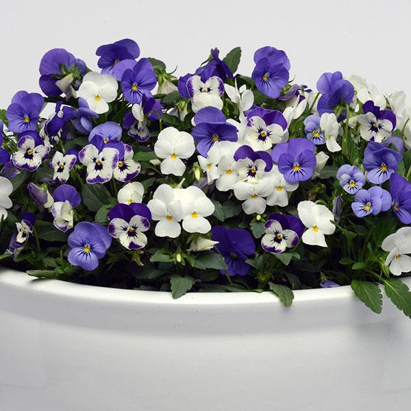 Viola Blueberry Sundae Mix - 4.5"