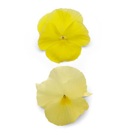 Pansy Lemon - 6"