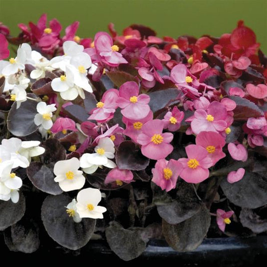 Begonia Bronze Leaf Mix - 4.0"