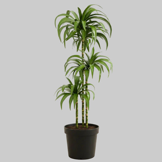 Dracaena Janet Craig - 10"