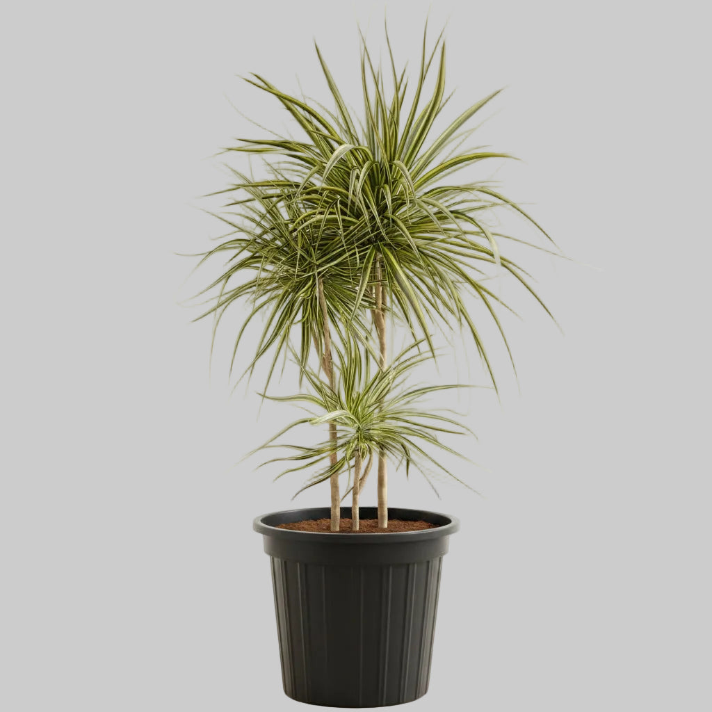 Dracaena Kiwi - 10"