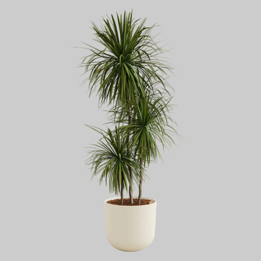 Dracaena Marginata Bicolor - 10"