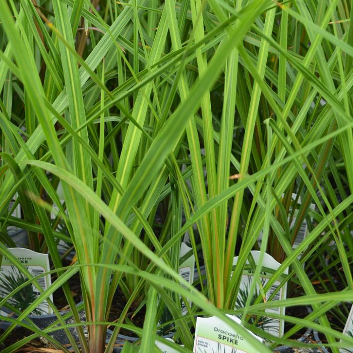 PT Dracaena Spikes