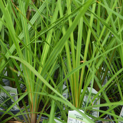 PT Dracaena Spikes