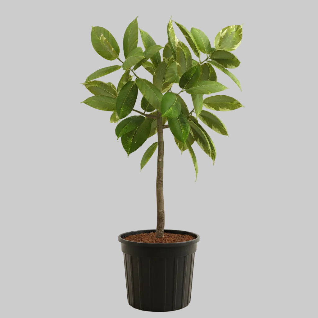 Ficus Altissima - 10"