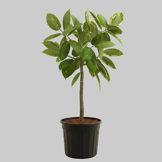 Ficus Altissima - 10"