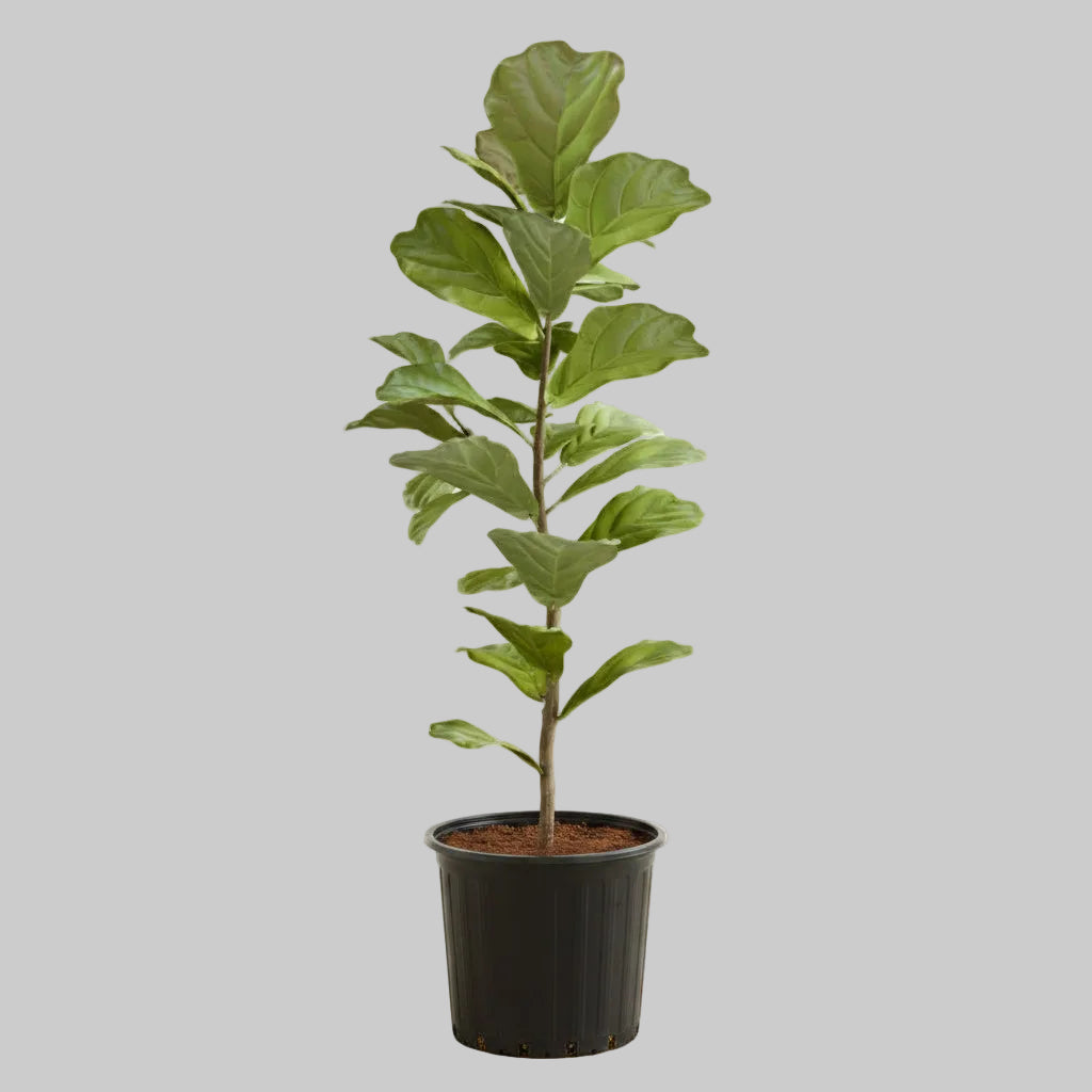 Fiddle Leaf Fig - 10"