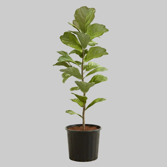 Fiddle Leaf Fig - 10"