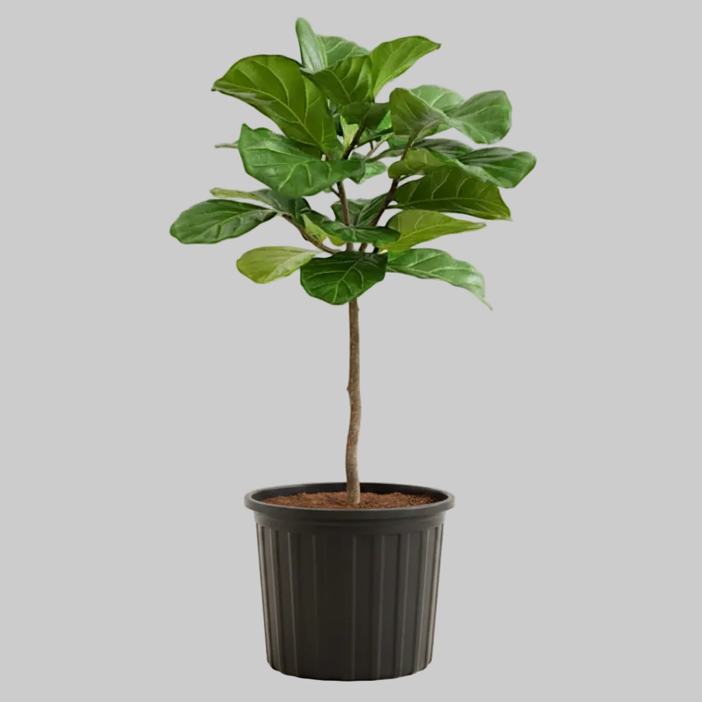 Fiddle Leaf Fig Tree - 10" (Large)