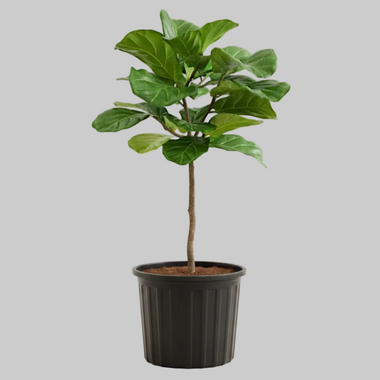 Fiddle Leaf Fig Tree - 10" (Large)