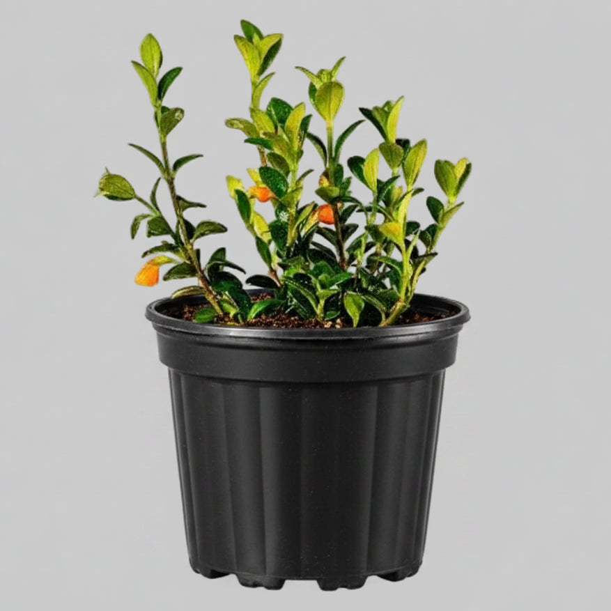 Goldfish Plant - 4.0"