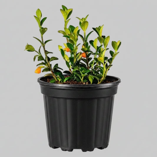 Goldfish Plant - 4.0"