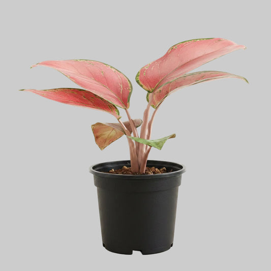 Aglaonema Beauty - 4.0"