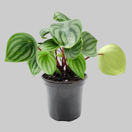 Peperomia Watermelon - 4.0"