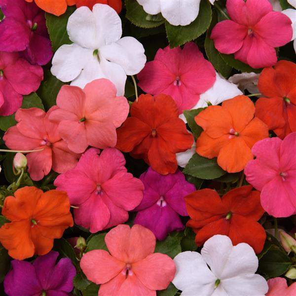 Impatiens Formula Mix - 4.5"
