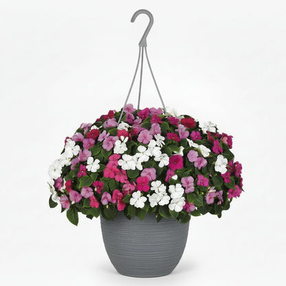 Impatiens Chicago Mix - 10"