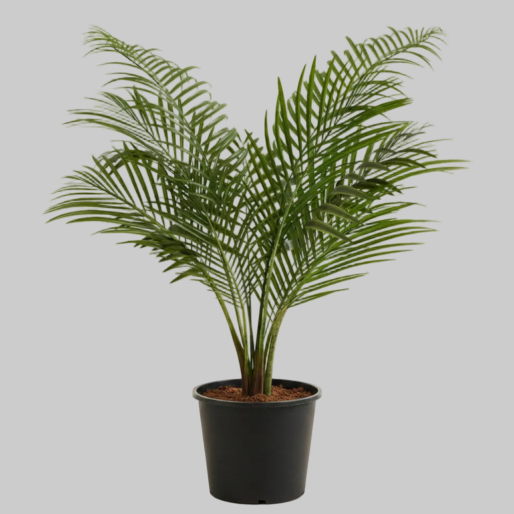 Majesty Palm - 10"