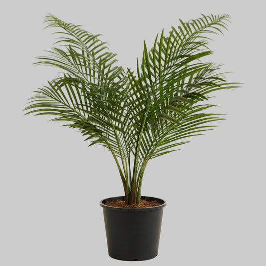 Majesty Palm - 10"