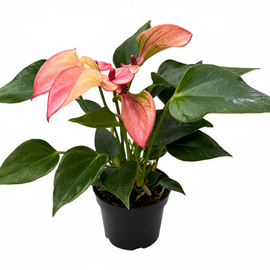 Anthurium Matata - 4"