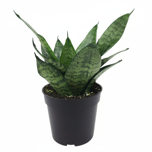 Snake Plant Green - 4"