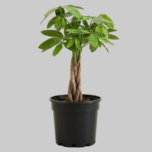 Money Tree - 4.0"
