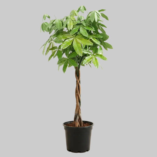 Money Tree - 10" (Huge)