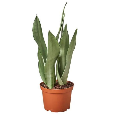 Sansevieria Moonshine - 6"