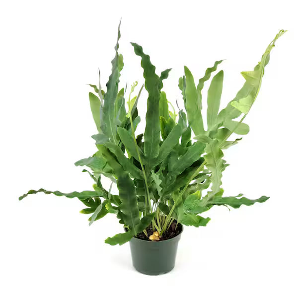Fern Blue Star - 6"