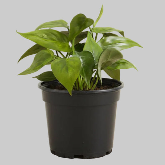 Philodendron Cordatum - 4.0"