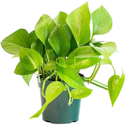 Pothos Jade - 6"