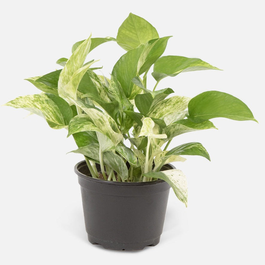 Pothos Marble - 6"