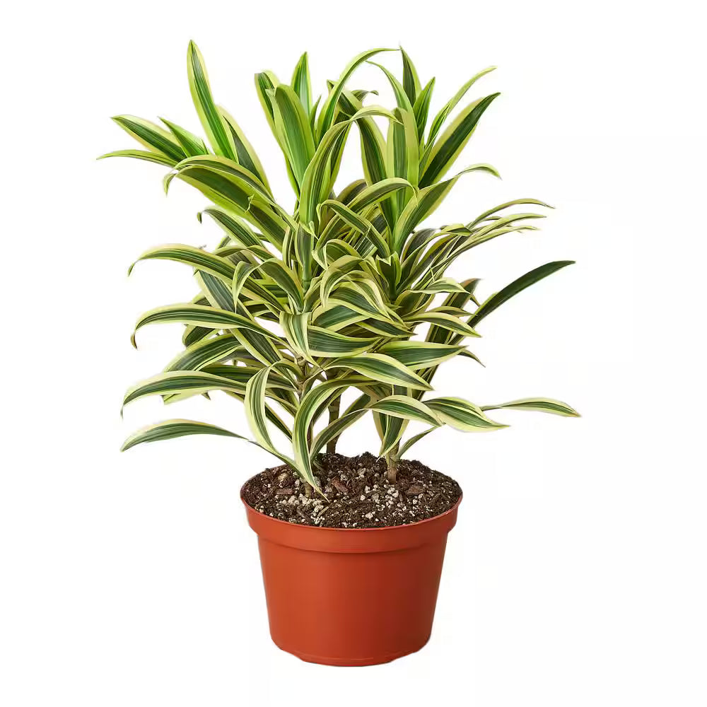 Dracaena Song of India - 6"