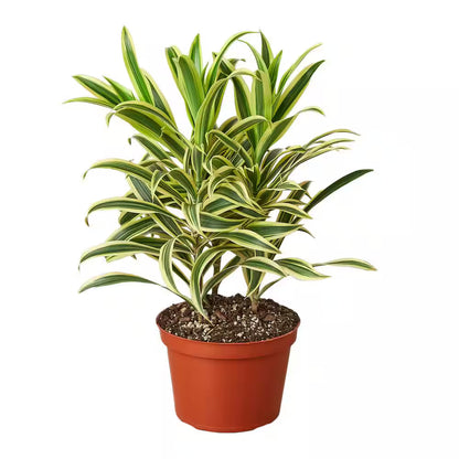 Dracaena Song of India - 6"