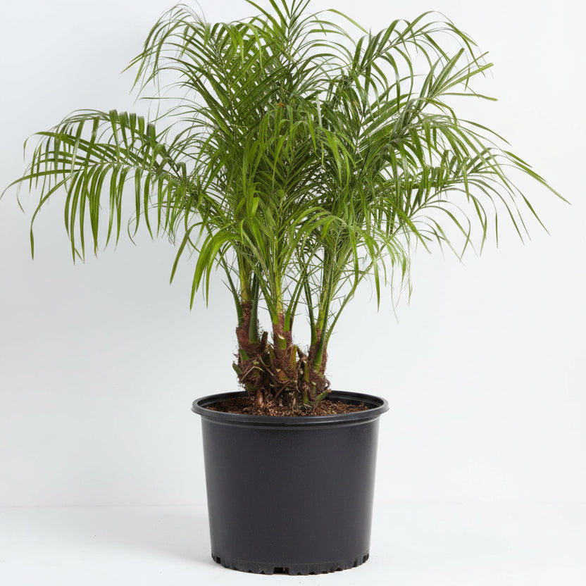 Palm Roebelenii - 10"