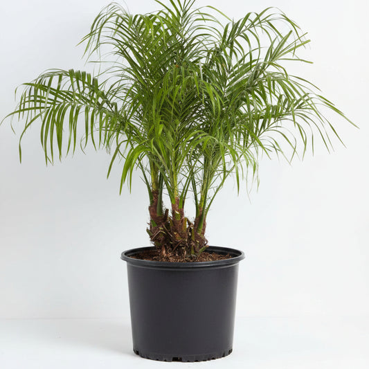 Palm Roebelenii - 10"