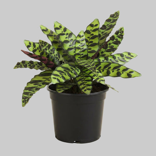 Calathea Rattlesnake - 4.0"