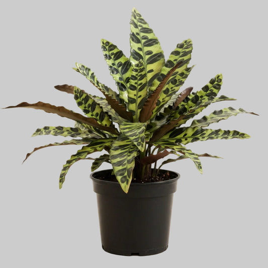Calathea Rattlesnake - 6.0"