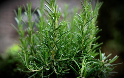 PT Rosemary