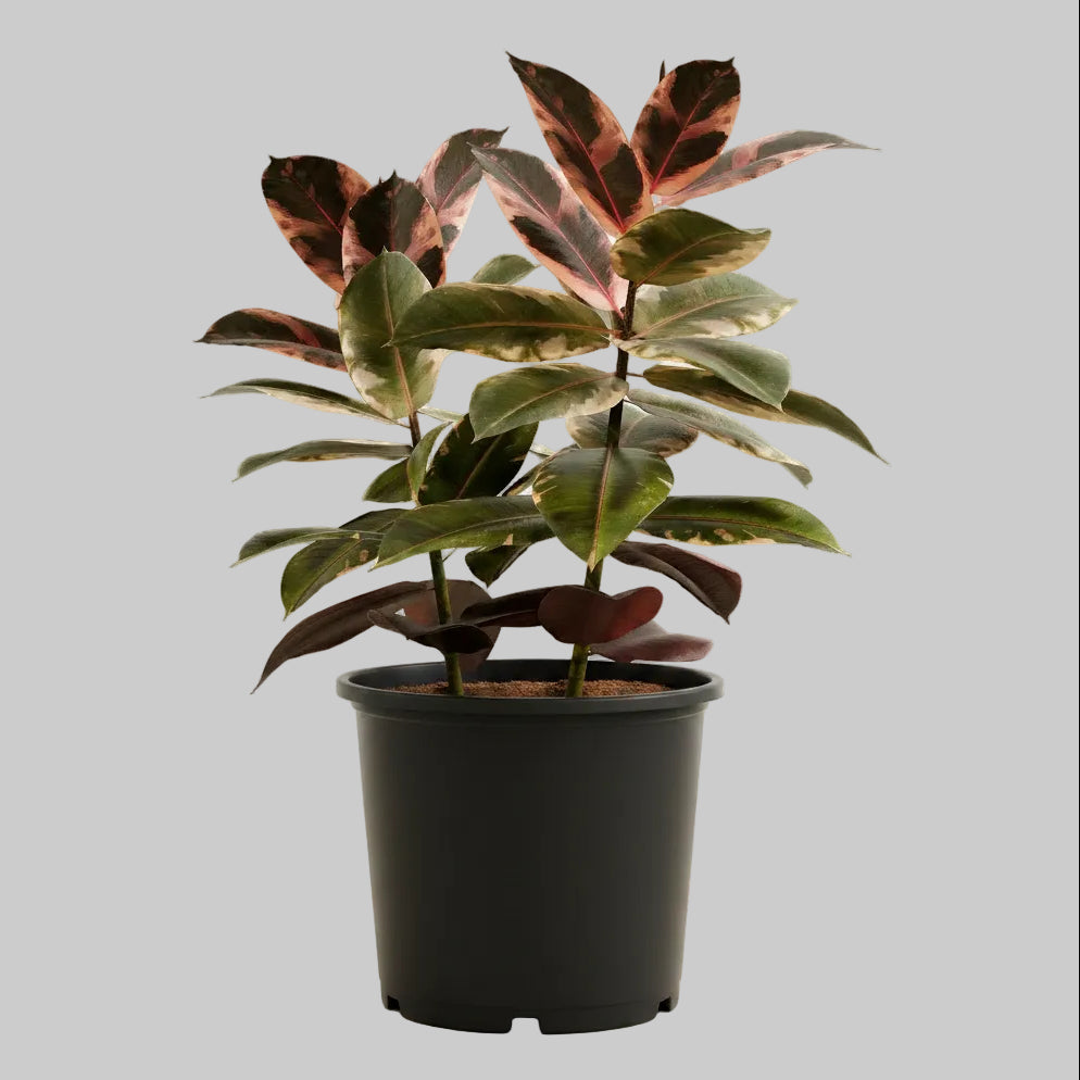 Ficus Ruby - 10"