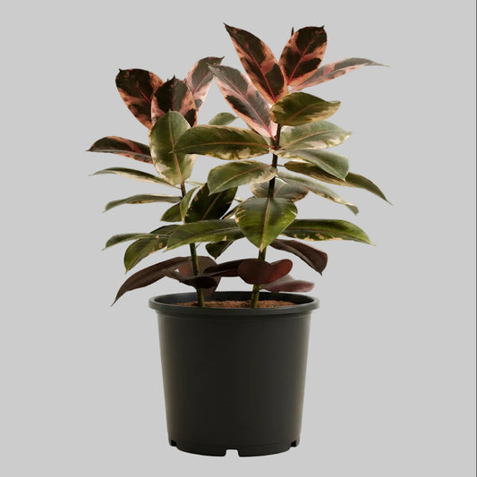 Ficus Ruby - 10"