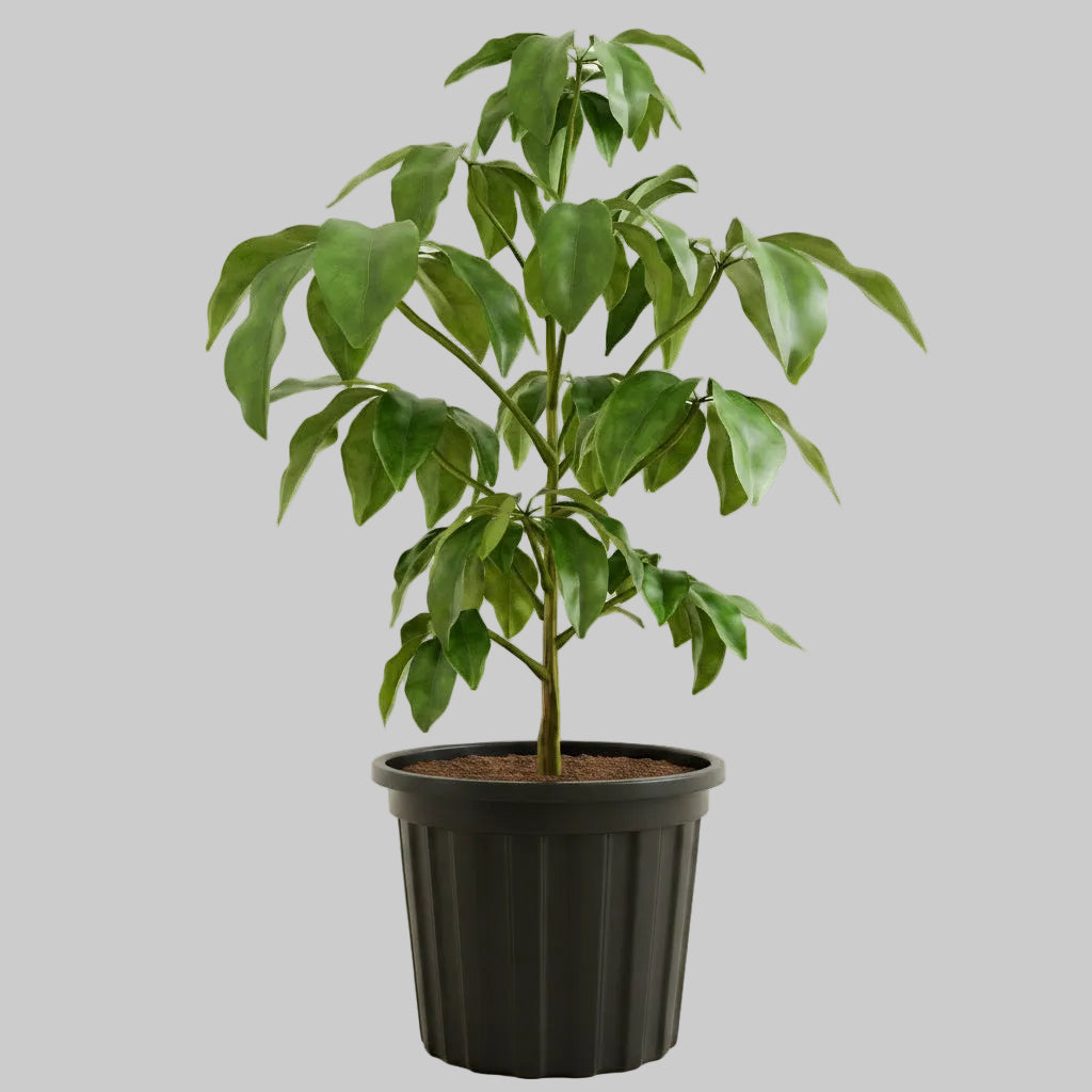Schefflera Amate - 10"