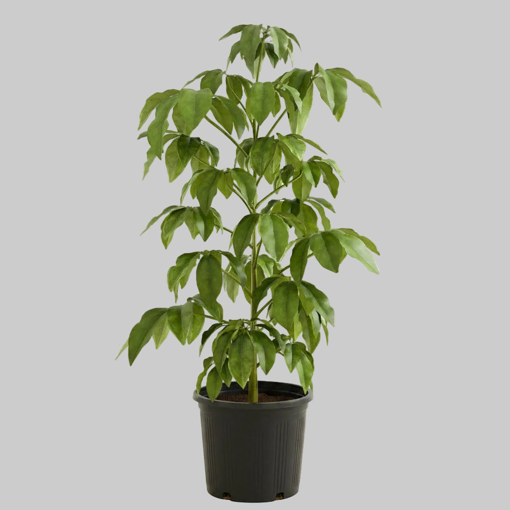 Schefflera Amate - 10"