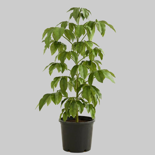 Schefflera Amate - 10"