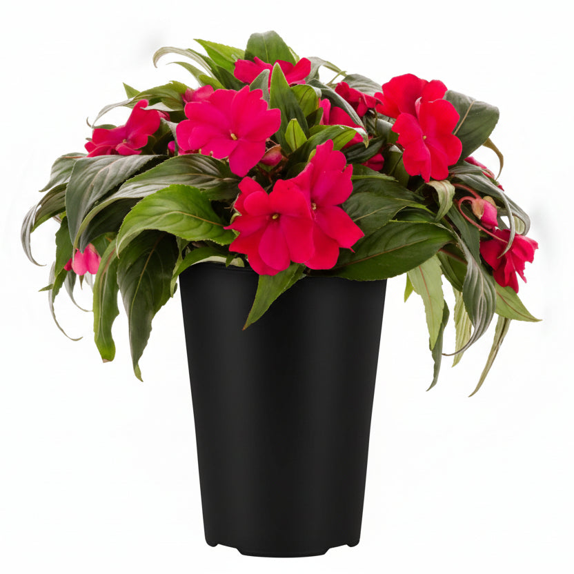 Sunpatien Pink - 5.0"