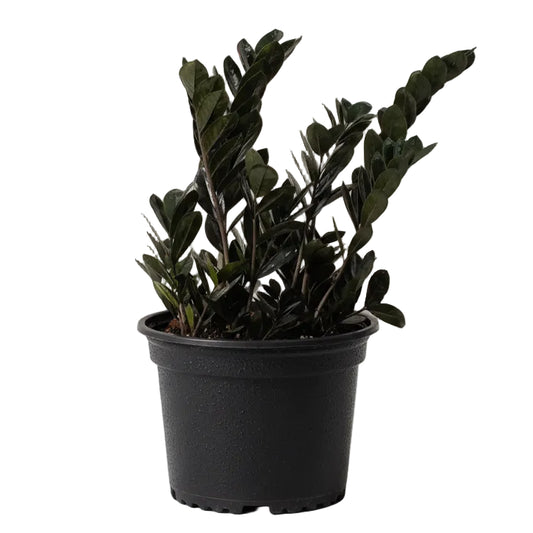 ZZ Plant Black - 6"