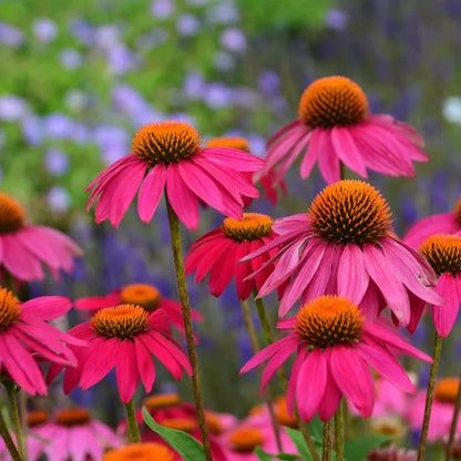 2QT Echinacea-Wild Berry